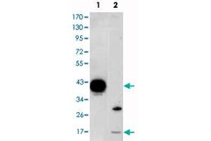 Western blot analysis using FABP2 monoclonal antibody, clone 9A9B7B3  against FABP2-hIgGFc transfected HEK293 (1) cell lysate and LoVo (2) cell lysate.