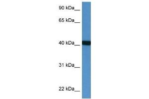 Western Blot showing PTER antibody used at a concentration of 1 ug/ml against Fetal Heart Lysate