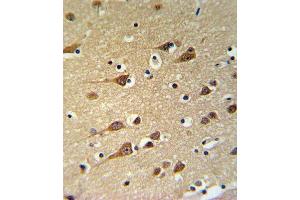 GOT1 Antibody IHC analysis in formalin fixed and paraffin embedded brain tissue followed by peroxidase conjugation of the secondary antibody and DAB staining. (GOT1 antibody  (C-Term))