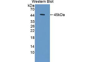 Western blot analysis of recombinant Human HBd. (HBd antibody  (AA 1-143))