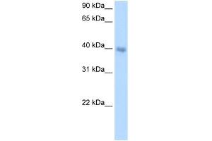 WB Suggested Anti-DLX5 Antibody Titration:  0. (DLX5 antibody  (Middle Region))