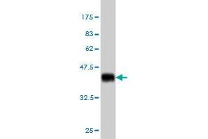 Western Blot detection against Immunogen (36. (CDX4 antibody  (AA 71-170))