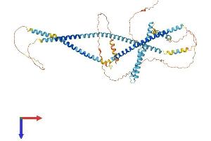 TSKS Protein (AA 1-585) (His tag)