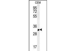 RSRC1 Antibody (Center) (ABIN6243569 and ABIN6577315) western blot analysis in CEM cell line lysates (35 μg/lane). (RSRC1 antibody  (AA 139-169))