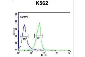 IN80B Antibody (Center) (ABIN651030 and ABIN2840042) flow cytometric analysis of K562 cells (right histogram) compared to a negative control cell (left histogram).