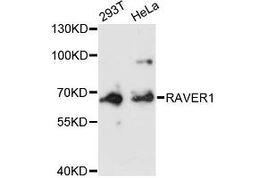 Western blot analysis of extracts of various cell lines, using RAVER1 antibody (ABIN6292264) at 1:3000 dilution. (RAVER1 antibody)