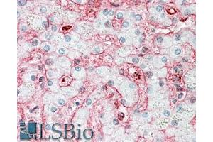 ABIN1590133 (5µg/ml) staining of paraffin embedded Human Liver. (Stomatin antibody  (N-Term))