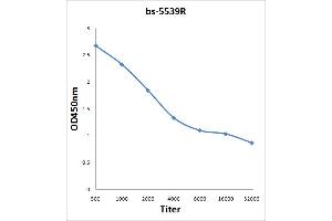 Antigen: 0. (FAK antibody  (pSer722))