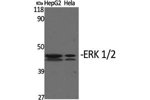 Western Blotting (WB) image for anti-Mitogen-Activated Protein Kinase 1/3 (MAPK1/3) (Thr202) antibody (ABIN5960943) (ERK1/2 antibody  (Thr202))