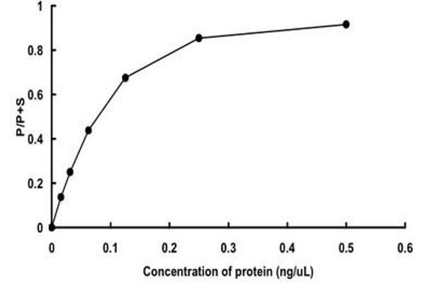 JAK3 Protein (AA 795-1124) (GST tag)