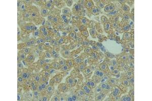 Used in DAB staining on fromalin fixed paraffin- embedded Kidney tissue (PTGFRN antibody  (AA 22-263))