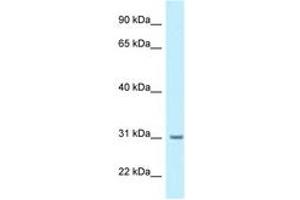 BPHL antibody  (AA 34-83)