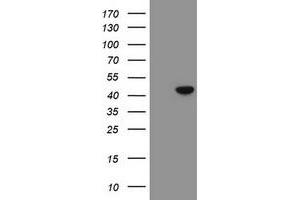 Image no. 2 for anti-Chromobox Homolog 8 (CBX8) (AA 1-260) antibody (ABIN1490661) (CBX8 antibody  (AA 1-260))