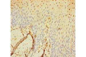 Immunohistochemistry of paraffin-embedded human tonsil tissue using ABIN7169607 at dilution of 1:100 (SEC11C antibody  (Catalytic Subunit))