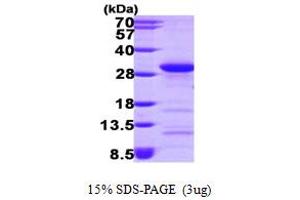 SDS-PAGE (SDS) image for Ras Homolog Gene Family, Member A (RHOA) (AA 1-190) protein (His tag) (ABIN667309) (RHOA Protein (AA 1-190) (His tag))