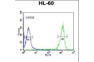 Flow cytometric analysis of HL-60 cells (right histogram) compared to a negative control cell (left histogram). (PATL1 antibody  (C-Term))