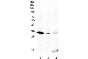 Western blot testing of 1) rat testis, 2) mouse testis and 3) human MCF7 lysate with HOXB1 antibody at 0. (HOXB1 antibody  (AA 176-220))