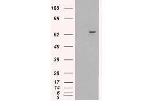 Image no. 2 for anti-Fanconi Anemia Complementation Group G (FANCG) (C-Term) antibody (ABIN374775)