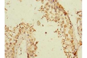 Immunohistochemistry of paraffin-embedded human testis tissue using ABIN7171814 at dilution of 1:100 (TEX43 antibody  (AA 1-134))
