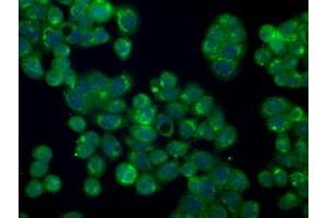 Immunofluorescent staining of HT29 cells using anti-SILV mouse monoclonal antibody (ABIN2452228).