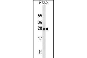 IL22 Antibody (Center) (ABIN657953 and ABIN2846898) western blot analysis in K562 cell line lysates (35 μg/lane).