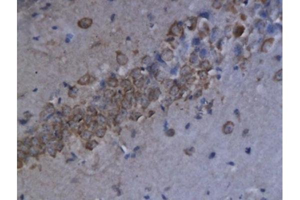 CXCL9 antibody  (AA 23-125)