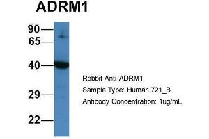 Human 721_B; Host:Rabbit. (ADRM1 antibody  (C-Term))