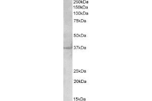 ABIN2564616 (2µg/ml) staining of Cerebral Cortex ysate (35µg protein in RIPA buffer). (PLK5 antibody  (AA 309-322))