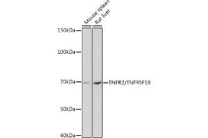 Western blot analysis of extracts of various cell lines, using TNFR2/TNFRSF1B antibody (ABIN7271070) at 1:1000 dilution. (TNFRSF1B antibody)