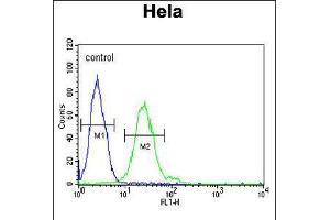 Flow cytometric analysis of Hela cells (right histogram) compared to a negative control cell (left histogram). (Trmt11 antibody  (C-Term))