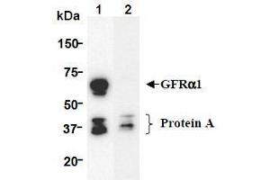Western Blotting (WB) image for anti-GDNF Family Receptor alpha 1 (GFRA1) (AA 24-440), (Extracellular Domain) antibody (ABIN1449286) (GFRA1 antibody  (Extracellular Domain))