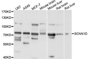 Western blot analysis of extracts of various cell lines, using SCNN1D antibody (ABIN4905100) at 1:1000 dilution. (SCNN1D antibody)