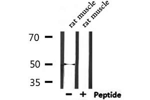 Western blot analysis of extracts from rat muscle, using EEF1A2 Antibody. (EEF1A2 antibody  (Internal Region))