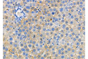 ABIN6260061 and ABIN6279142 at 1/100 staining Rat liver tissue by IHC-P. (Arylsulfatase H antibody  (C-Term))