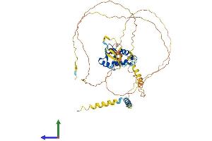AlphaFold protein structure predicition of Mouse Recombinant Foxn3 Protein, UniprotID Q499D0