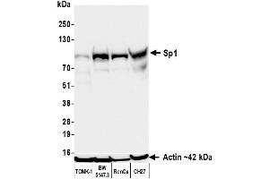 anti-Sp1 Transcription Factor (SP1) (AA 250-300) antibody