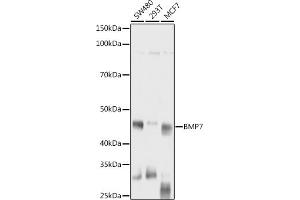 Western blot analysis of extracts of various cell lines, using BMP7 antibody (ABIN3021108, ABIN3021109, ABIN3021110 and ABIN6213955) at 1:1000 dilution. (BMP7 antibody  (AA 132-431))