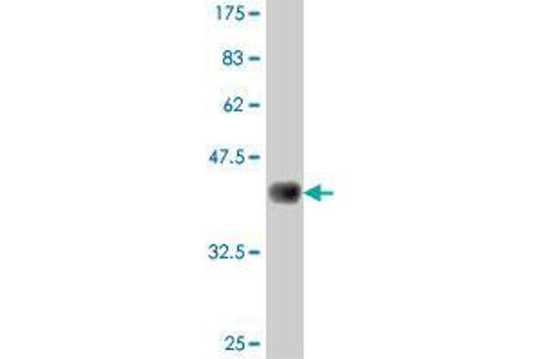 FBXO44 antibody  (AA 168-255)