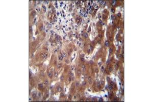 Immunohistochemistry analysis in Formalin Fixed, Paraffin Embedded Human liver tissue stained with SCLT1 Antibody (C-term) followed by peroxidase conjugation of the secondary antibody and DAB staining. (Sclt1 antibody  (C-Term))