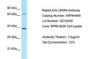 Western Blotting (WB) image for anti-Lysophosphatidic Acid Receptor 4 (LPAR4) (C-Term) antibody (ABIN2789930) (LPAR4 antibody  (C-Term))