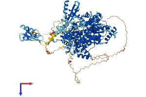 DHX9 Protein (AA 1-1270) (His tag)