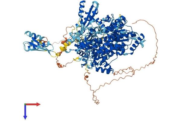 DHX9 Protein (AA 1-1270) (His tag)