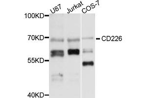 Western blot analysis of extracts of various cell lines, using CD226 antibody (ABIN6291788) at 1:1000 dilution. (CD226 antibody)