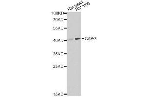 Western Blotting (WB) image for anti-Capping Protein (Actin Filament), Gelsolin-Like (CAPG) (AA 1-348) antibody (ABIN6137908)