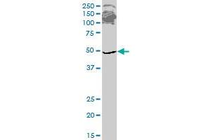 ETF1 monoclonal antibody (M02), clone 2H4. (ETF1 antibody  (AA 338-437))