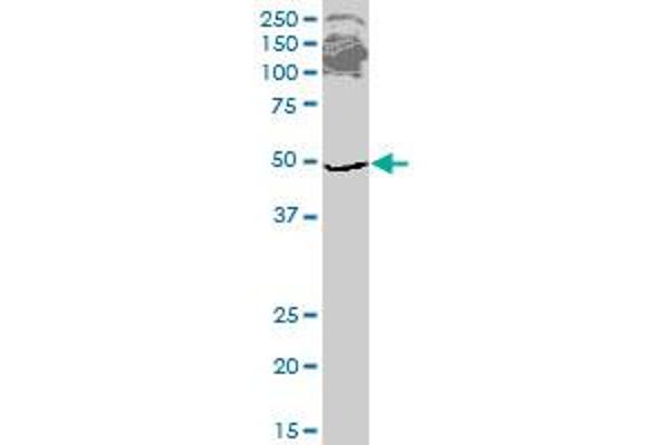 ETF1 antibody  (AA 338-437)