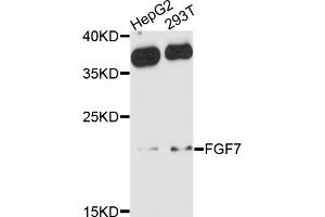 Western blot analysis of extracts of various cell lines, using FGF7 antibody (ABIN4903669) at 1:1000 dilution.