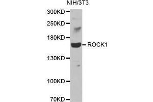 Western blot analysis of extracts of NIH3T3 cell line, using ROCK1 antibody. (ROCK1 antibody)