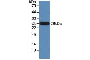 Figure. (GZMM antibody  (AA 26-257))
