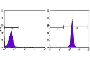 FC analysis of Hela cells using CD44 antibody (right) and negative control (left). (CD44 antibody)